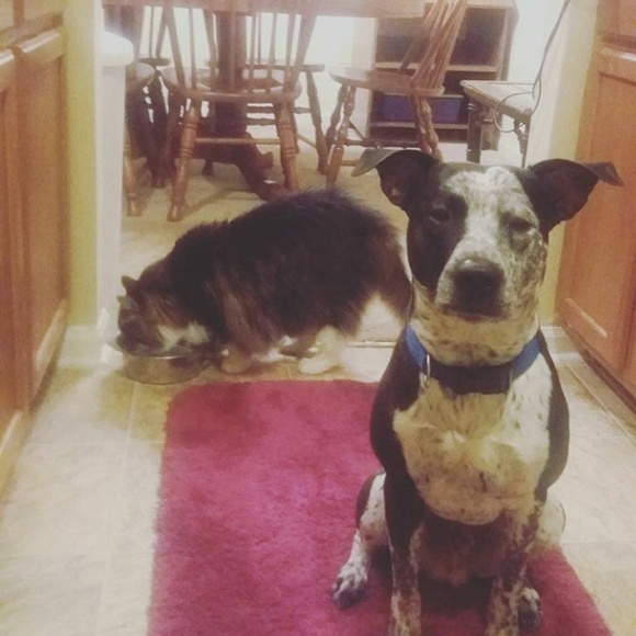 Meet your Posher, Morgan - Picture 2 of 6